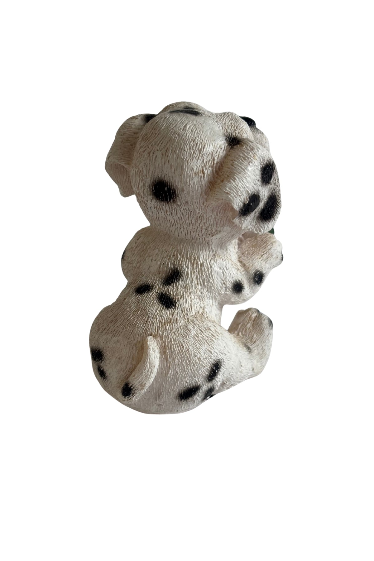 Vintage Dalmation eating watermelon