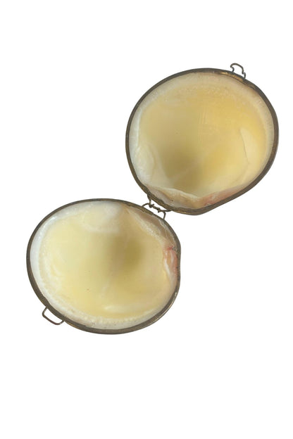 Vintage mother of pearl clam natural seashell trinket box