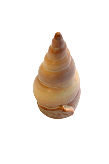 Vintage Carlton Ware seashell salt + pepper set (missing one)