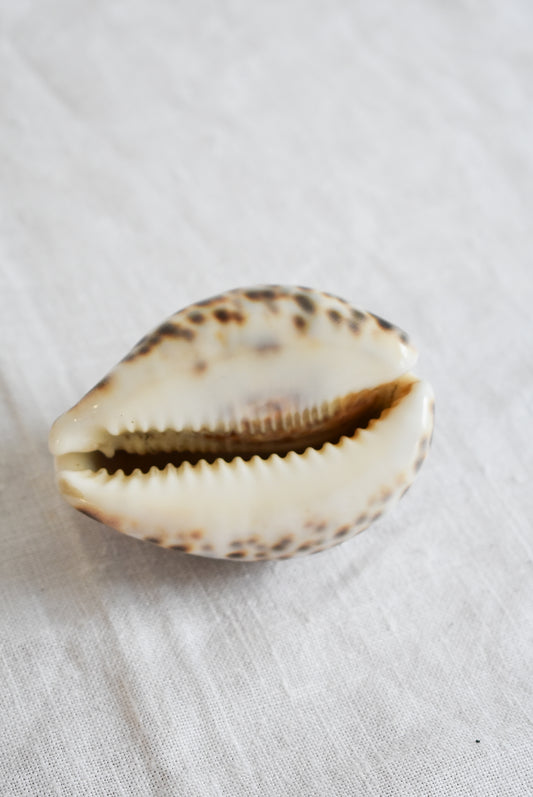 Stunning Tiger Cowrie shell