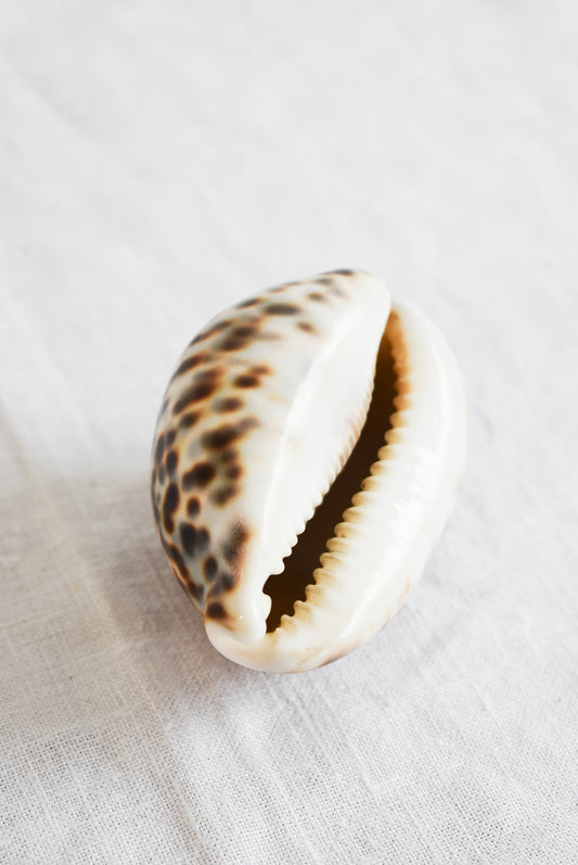 Stunning Tiger Cowrie shell