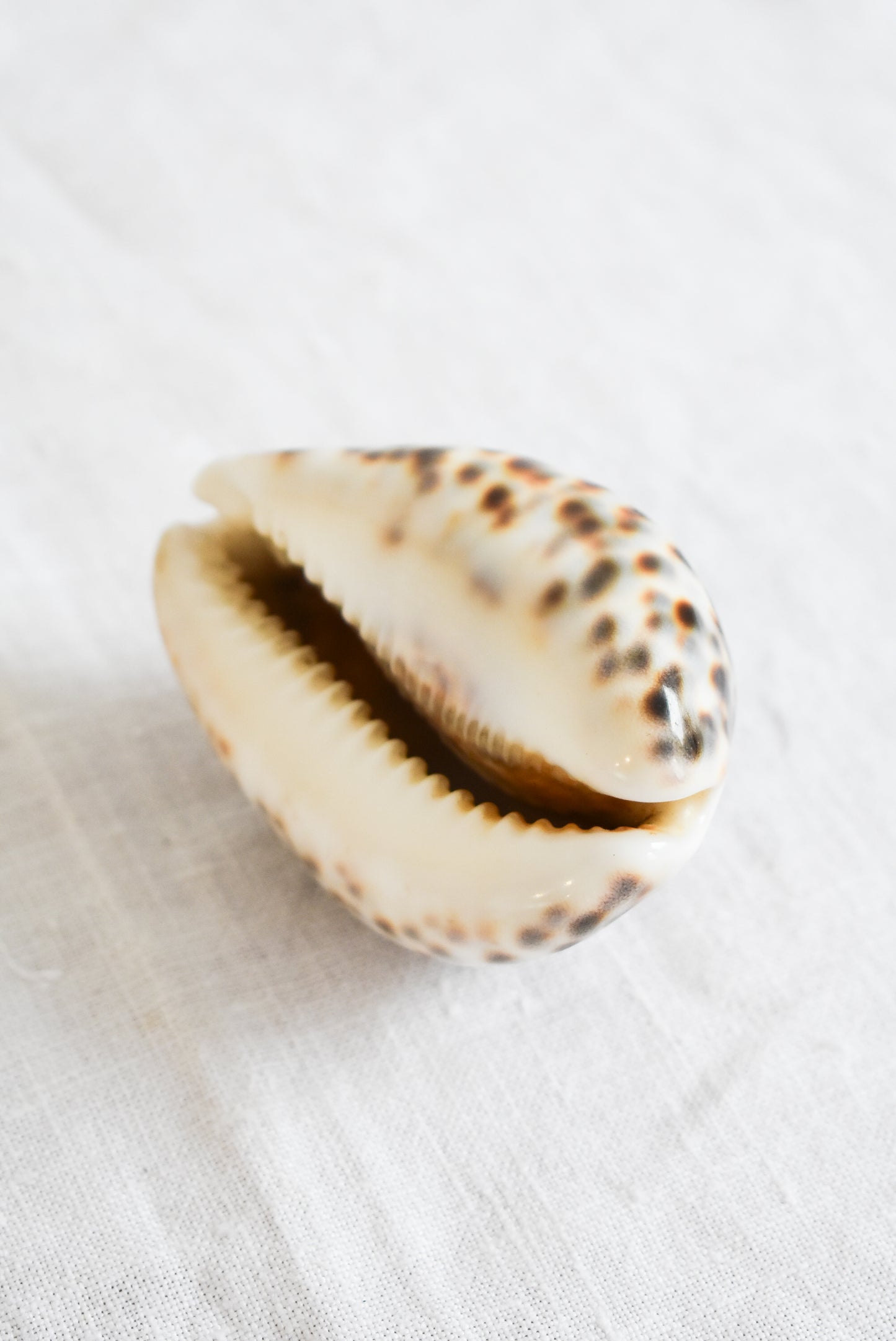 Stunning Tiger Cowrie shell