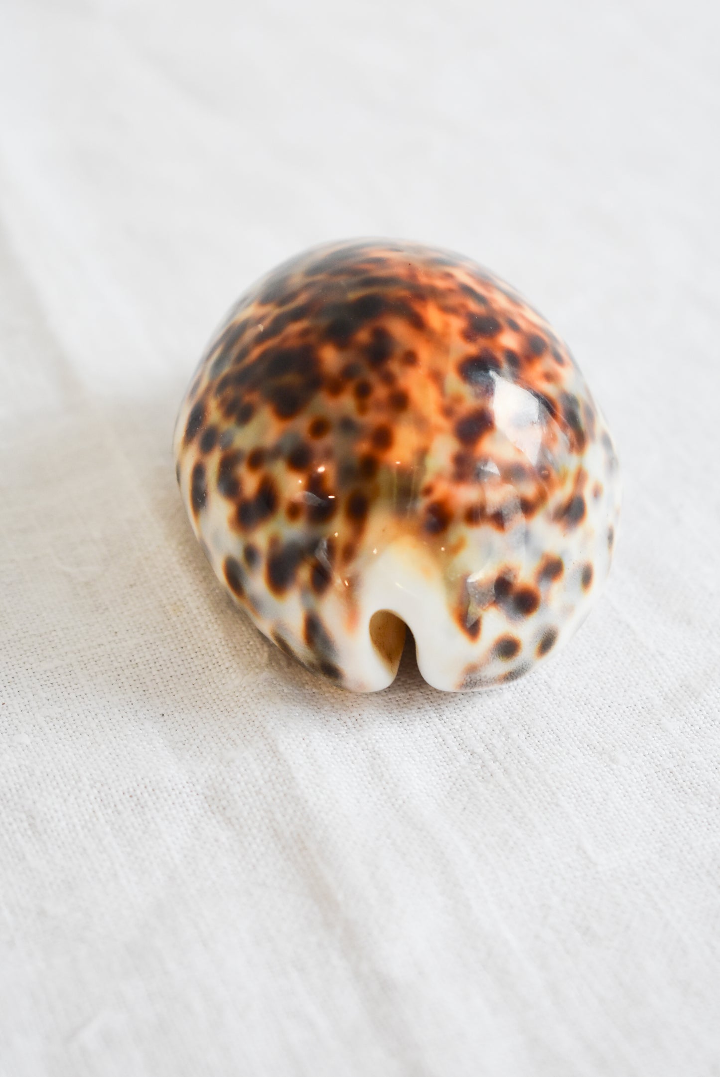 Stunning Tiger Cowrie shell