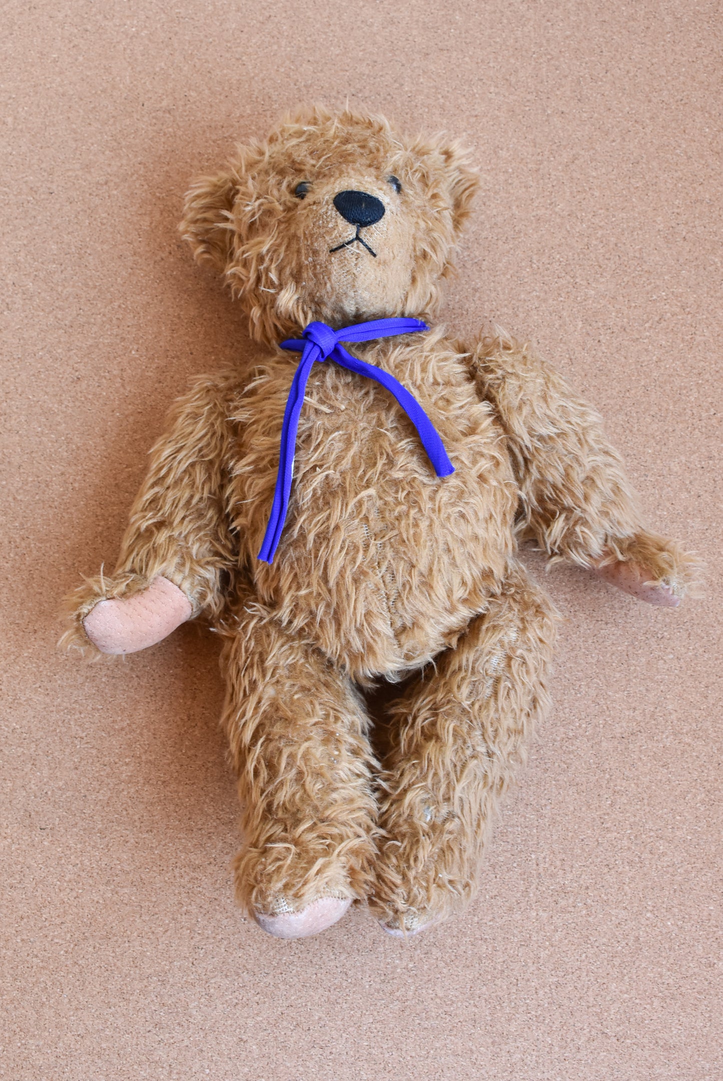 Robin Rive Bear, looking for a forever home